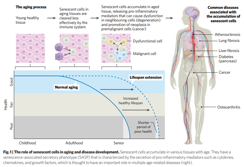 Aging Process